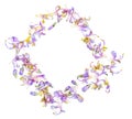 Rectangular frame square with delicate purple flowers of fresh rosemary. Isolated on white background Royalty Free Stock Photo