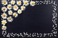 Rectangular frame of white daisies on a black background. Floral pattern with copy space lay flat. Flowers top view. Royalty Free Stock Photo