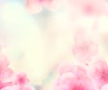 Rectangular Japanese Spring Sakura cherry blossoms 336x280 size website square banner yellow background and header Royalty Free Stock Photo