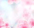 Rectangular Japanese Spring Sakura cherry blossoms 336x280 size website square banner white background and header Royalty Free Stock Photo