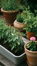 Rectangular planter with tomato plants, pink flower pot, surrounded by lush greenery Royalty Free Stock Photo
