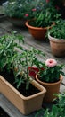 Rectangular planter with tomato plants, pink flower pot, surrounded by lush greenery Royalty Free Stock Photo