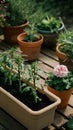 Rectangular planter with tomato plants, pink flower pot, surrounded by lush greenery Royalty Free Stock Photo