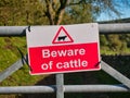 A rectangular red and white sign fixed to a metal farm gate advising walkers to Beware of Cattle that might be loose. Royalty Free Stock Photo