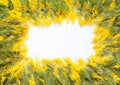 Rectangular square frame of yellow flowers of mimosa. White background Royalty Free Stock Photo