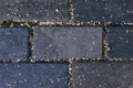 Rectangular stone pavement with dry birch flakes. Dark blue, grey colors. Part of paved path in park. Horizontal background,