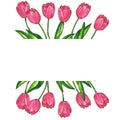 Rectangular template for design. Red pink tulips with leaves. Hand drawn watercolor and ink illustration. Isolated on white Royalty Free Stock Photo