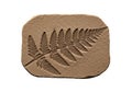 Rectangular textured stone with a detailed imprint of a fern leaf, displaying pinnate Royalty Free Stock Photo
