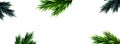 Rectangular transparent Christmas template with fir branches