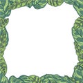 Rectangular vector border with tropical Calathea Makoyana and Lancifolia plant leaves