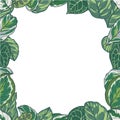 Rectangular vector border with tropical plant leaves like Prayer Plant, Monstera and Pothos