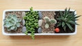 Succulents and a cactus arrangement. Echeveria Echeveria spp. on Royalty Free Stock Photo