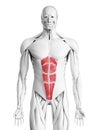 The rectus abdominis