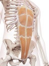 The rectus abdominis Royalty Free Stock Photo