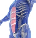 Rectus Abdominus, stomach muscles, human anatomy.