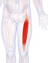 The rectus femoris