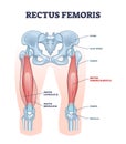 Rectus femoris muscle as one of quadriceps muscular group outline diagram