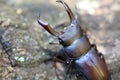 Rectus stag beetle