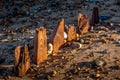 Reculver derelict sea defences