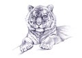 Recumbent tiger drawn with simple pencil. Graphic illustration. Symbol of year.