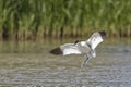 Recurvirostra avosetta, Avocet