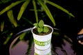 recycle compost soil with small plant Royalty Free Stock Photo