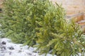 Recycle and dispose of Christmas tree