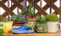 Recycle reuse shoe, tin, mugs and pots for succulent plants on shelf in eco garden