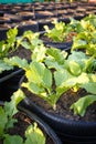 Recycle of tire used in organic vegetable farm