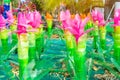 Recycled colorful plastic flowers made from plastic bottles to decorate as flowers in the garden.