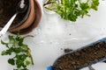 Recycled Plastic Bottle Gardening. Top view of plastic bottl fil with soil