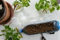 Recycled Plastic Bottle Gardening. Top view of plastic bottl filled with siol, to plant plants or vegetables inside