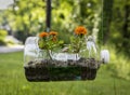 Recycled Plastic Planter with Geraniums Royalty Free Stock Photo
