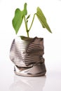 Recycling concept plant growing out of tin can Royalty Free Stock Photo