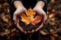 Recycling last year& x27;s leaves into compost. Hands holding a handful of soil and a yellow maple leaf.