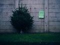 Recycling old Christmas tree Royalty Free Stock Photo