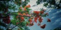 Red Ã°Å¸Ââ sky tree greenplants