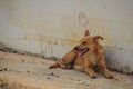 Red abandoned homeless stray dog is lying in the street. Little Royalty Free Stock Photo