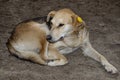 Red abandoned homeless stray dog is lying in the street. Little sad abandoned dog on footpath. Lonely homeless stray dog is laying Royalty Free Stock Photo