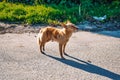 Red abandoned, homeless, stray dog is standing in the street Royalty Free Stock Photo