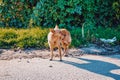 Red abandoned, homeless, stray dog is standing in the street Royalty Free Stock Photo