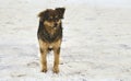 Red abandoned homeless stray dog on the street Royalty Free Stock Photo