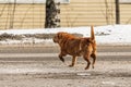Red abandoned homeless stray dog in the street Royalty Free Stock Photo