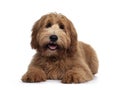 Red / abricot Australian Cobberdog on white background Royalty Free Stock Photo