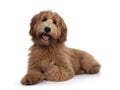 Red / abricot Australian Cobberdog on white background Royalty Free Stock Photo