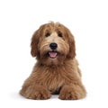 Red / abricot Australian Cobberdog on white background Royalty Free Stock Photo