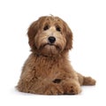 Red / abricot Australian Cobberdog on white background Royalty Free Stock Photo