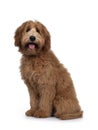 Red / abricot Australian Cobberdog on white background Royalty Free Stock Photo