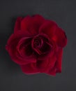 Red rose