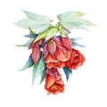 Red abutilon flowers watercolor illustration. Hand drawn botanical beautiful vibrant blossoms in the full bloom with buds and gree